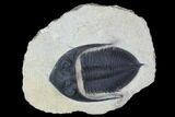 Bargain, Zlichovaspis Trilobite - Atchana, Morocco #100382-1